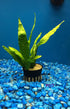 Jayco Buy2get1free,same Ps117, plant Java Fern, Microsorum Pteropus Potted Plant Live Aquarium Plant