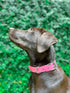 Tuff Pupper Classic Heavy Duty Dog Collar, 10x Stronger Than Leather, 100% Waterproof, Medium (15-19" Neck)