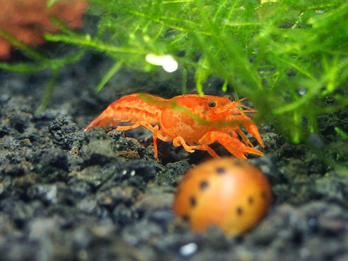 Aquatic Arts - CPO Crayfish (Male/Female Pair) - Live Freshwater Aquarium Lobster/Crawfish/Crawdad/Real Living Nano