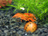 Aquatic Arts - CPO Crayfish (Male/Female Pair) - Live Freshwater Aquarium Lobster/Crawfish/Crawdad/Real Living Nano