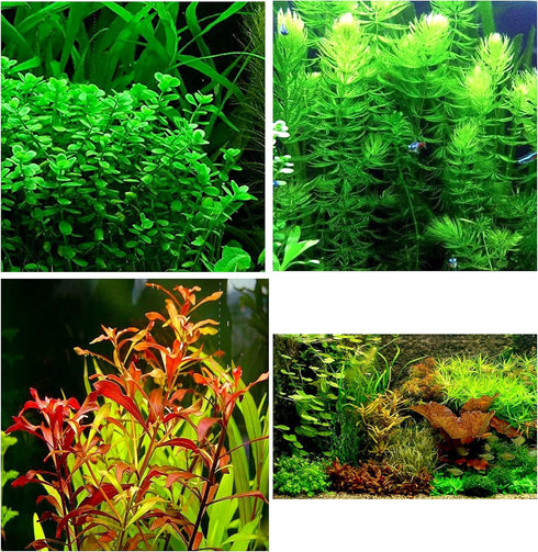 Aquatic Discounts 3 Different Types of Beginner/Super Easy Live Aquarium Plants - Bacopa +