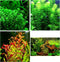 Aquatic Discounts 3 Different Types of Beginner/Super Easy Live Aquarium Plants - Bacopa +