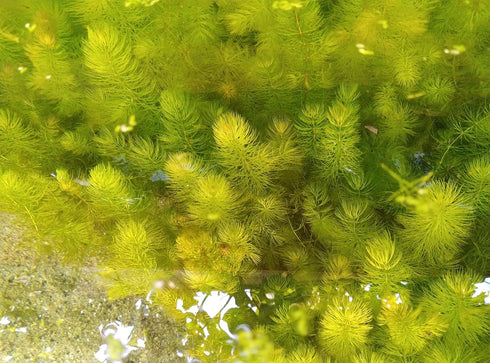 Generic 4 3 6-8 Inch Bunches of Live Hornwort Aquarium Plants, Stems Each Bunch, Length, Freshwater Submerged Plants