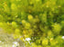 Generic 4 3 6-8 Inch Bunches of Live Hornwort Aquarium Plants, Stems Each Bunch, Length, Freshwater Submerged Plants