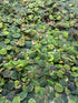 TMD Fishkeeping 30+ Red Root Floater - Live Aquarium Plants