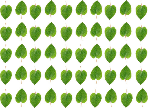 Awesome Aquatic Mulberry Shrimp Leaves Natural Botanical Leaf Food Organic Treat Aquarium Fish Shrimp