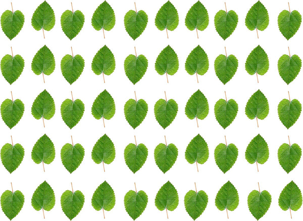 Awesome Aquatic Mulberry Shrimp Leaves Natural Botanical Leaf Food Organic Treat Aquarium Fish Shrimp