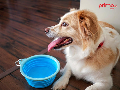 Prima Pet Expandable Collapsible Silicone Food & Water Travel Bowl for Medium & Large Dog, 5 Cups