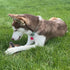 SPOT Dura-Fused Chunkies Fox Dog Toy - All Natural Leather and Felt, Durable Extra Thick Chew Toy for Aggressive