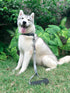 Tuff Pupper Service Dog Leash - 24 Inch Handle for Large Dogs, Perfect for Service Dog Harness & Training