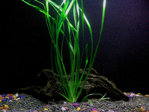 AquaLeaf Aquatics 1 Vallisneria Italian Bunch - Beginner Tropical Live Aquarium Plant