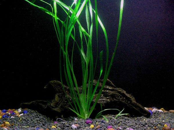 AquaLeaf Aquatics 1 Vallisneria Italian Bunch - Beginner Tropical Live Aquarium Plant