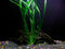 AquaLeaf Aquatics 1 Vallisneria Italian Bunch - Beginner Tropical Live Aquarium Plant
