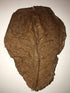 Awesome Aquatic Betta & Shrimp Leaves, 50 Premium Catappa Indian Almond Leaves, Natural Habitat Tannin