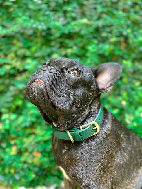 Tuff Pupper Classic Heavy Duty Dog Collar, 10x Stronger Than Leather, Waterproof & Odor Proof, Small (12-15" Neck)