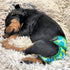 Pack 6 4 8" 12", Pack 6 of Female Dog Diapers with - Layers of Absorbent Pads Cat Panties Waterproof Leak Proof