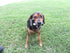 Dog-Pet Aqua Comb