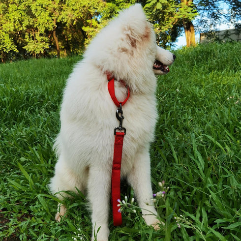 Premium 12 Inches Nylon Short Dog Leash with Heavy Duty Clip and Comfortable Padded Handle for Daily Use
