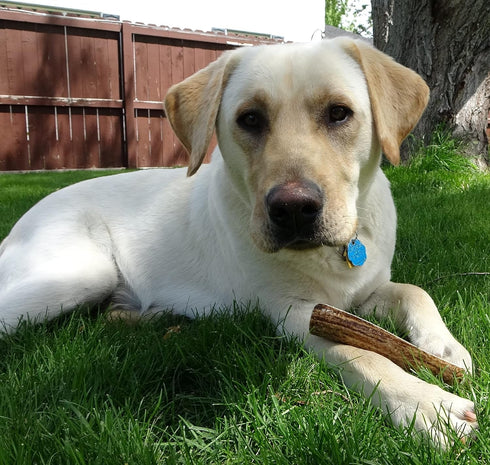 Premium Grade Elk Antler for Dogs, Medium Whole Single Pack, 1 Piece, Sourced in The USA