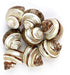 Worlds 2pc 2"-2-1/2"Inch Polished Hermit Crab Shells, Turbo Shells Banded Snakeskin Stripe