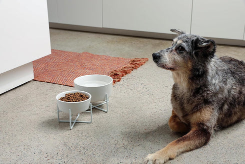 Waggo Simple Solid Dog Bowl with Iron Stand, Single Ceramic Feeder or Water Bowl for Small or Large Dogs (Small,