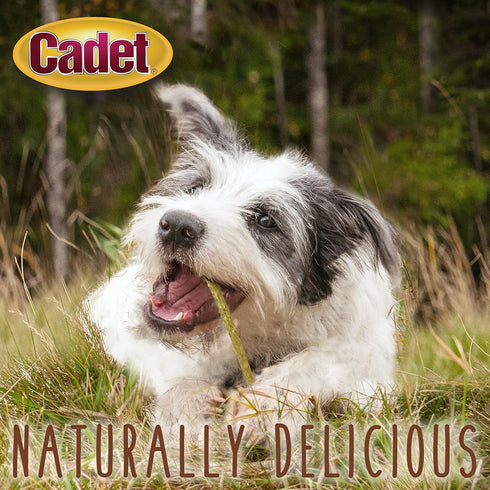 Cadet Premium Grade Munchy Beef Hide Sticks, 5 Inch, 100 Pack
