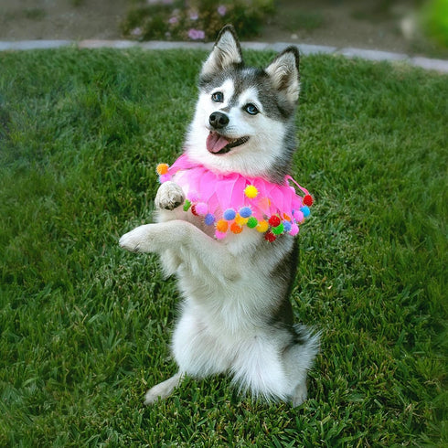 Midlee Pink Birthday Pom Pom Dog Collar, Medium Size