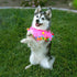 Midlee Pink Birthday Pom Pom Dog Collar, Medium Size