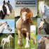 Summer 4 oz. The Blissful Horses Care Sun Butter, Gentle Horse Sunscreen, Easy-to-Apply Equine Sunblock Solution