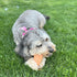 SPOT Bam-Bones Fish, Durable Long Lasting Dog Bone Made with Strong Bamboo Fiber for Light to Moderate Chewers, 5.5in