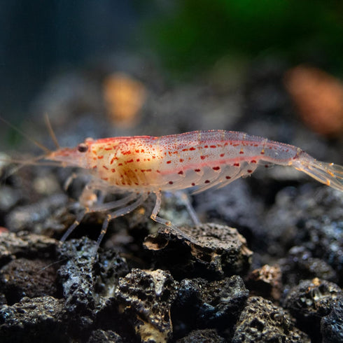 100% (3 Aquatic Arts Sun Orange Amano Shrimp Live Freshwater Algae-Eater (Caridina multidentata) | Hardy & Tank-Bred |