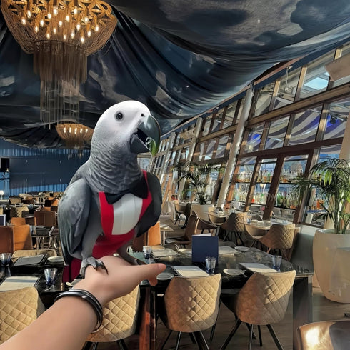 Magnoloran 80in Bird Diapers with Bow Bird Harness Tuxedo Flight Suits with Flying Leash Parrot Nappy with Waterproof