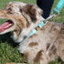 Browning Classic Performance Webbing Pet Collar, Fully Adjustable, Solid Colors and Camo Patterns, Realtree MAX-7, Small