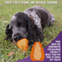 Chew King Premium Treat Dog Toy, Extremely Durable Natural Rubber, Bacon Flavored, Medium Orange