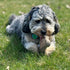SPOT Dura-Fused Chunkies Bone - All Natural Leather and Felt Dog Toy, Durable Extra Thick Chew Toy for Aggressive