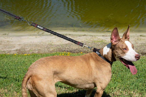 Leashboss Pattern Bungee Dog Leash Extension, 18" Shock Absorbing Lead Extender, Pattern Collection (Black Reflective)
