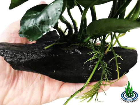 (Anubias Barteri Butterfly) Anubias, Java Fern, Moss and More! Freshwater Live Aquarium Plants on Driftwood for Aquatic