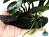 (Anubias Barteri Butterfly) Anubias, Java Fern, Moss and More! Freshwater Live Aquarium Plants on Driftwood for Aquatic