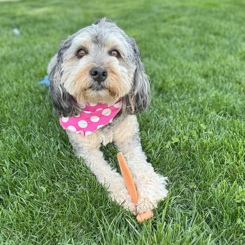 SPOT Bam-Bones Fish, Durable Long Lasting Dog Bone Made with Strong Bamboo Fiber for Light to Moderate Chewers, 5.5in
