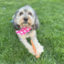 SPOT Bam-Bones Fish, Durable Long Lasting Dog Bone Made with Strong Bamboo Fiber for Light to Moderate Chewers, 5.5in