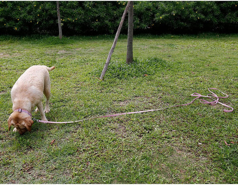 Longline Outdoor Dog Leash - Waterproof Training Leash for Beach, Yard, Play, Camping - Great for Training