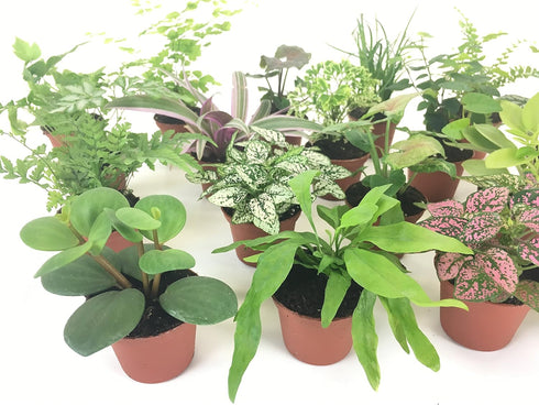 Optiflora (2 (2" Mini Terrarium Plants Plants) Fairy Garden Plants (Assorted Varieties) Pots)