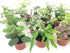 Optiflora (6 (2" Mini Terrarium Plants Plants) Pots) Fairy Garden Plants Assorted Varieties