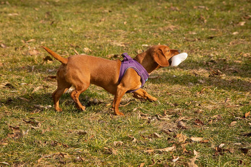 Eco-Friendly Durable Squeaky Dog & Puppy Chew Toy for Training, Teething, and Exercise (T-Bone)