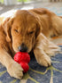 Nylabone Strong Chew Cone Stuffable Chew Toy for Dogs, Bacon Flavored Fillable Treat Toy, Large/Giant - Up to 50 lbs. (1 Count)