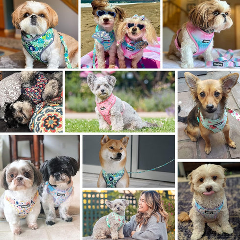 Blueberry Pet Soft & Comfy Blooming Floral No Pull Mesh Dog Harness Vest, Creamy White, Chest Girth 17.5"-21"