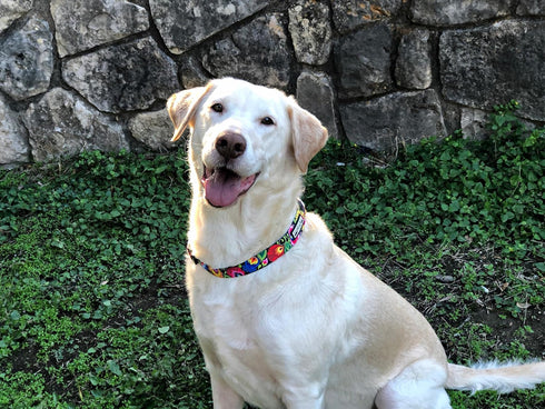 Lucky Love Dog Collars, Vivid Floral Design for Large Female Dogs, Blackbird, Large