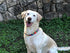 Lucky Love Dog Collars, Vivid Floral Design for Large Female Dogs, Blackbird, Large