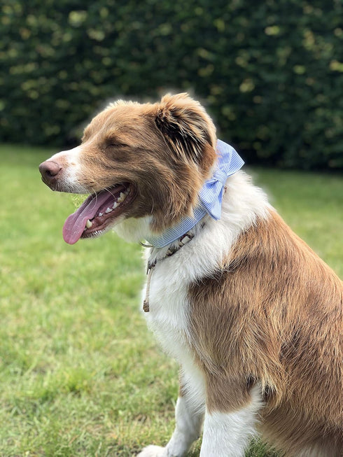 Unique Style Paws Pet Bowtie Dog Collar - Soft & Comfy Gift for Dogs and Cats, 6 Sizes and 7 Patterns