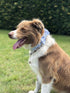 Unique Style Paws Pet Bowtie Dog Collar - Soft & Comfy Gift for Dogs and Cats, 6 Sizes and 7 Patterns